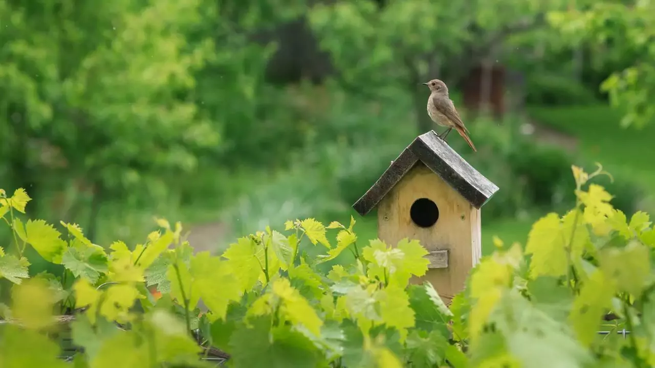 Complete Guide to Garden Bird Nest Box Size and Dimensions 2 Bird nest