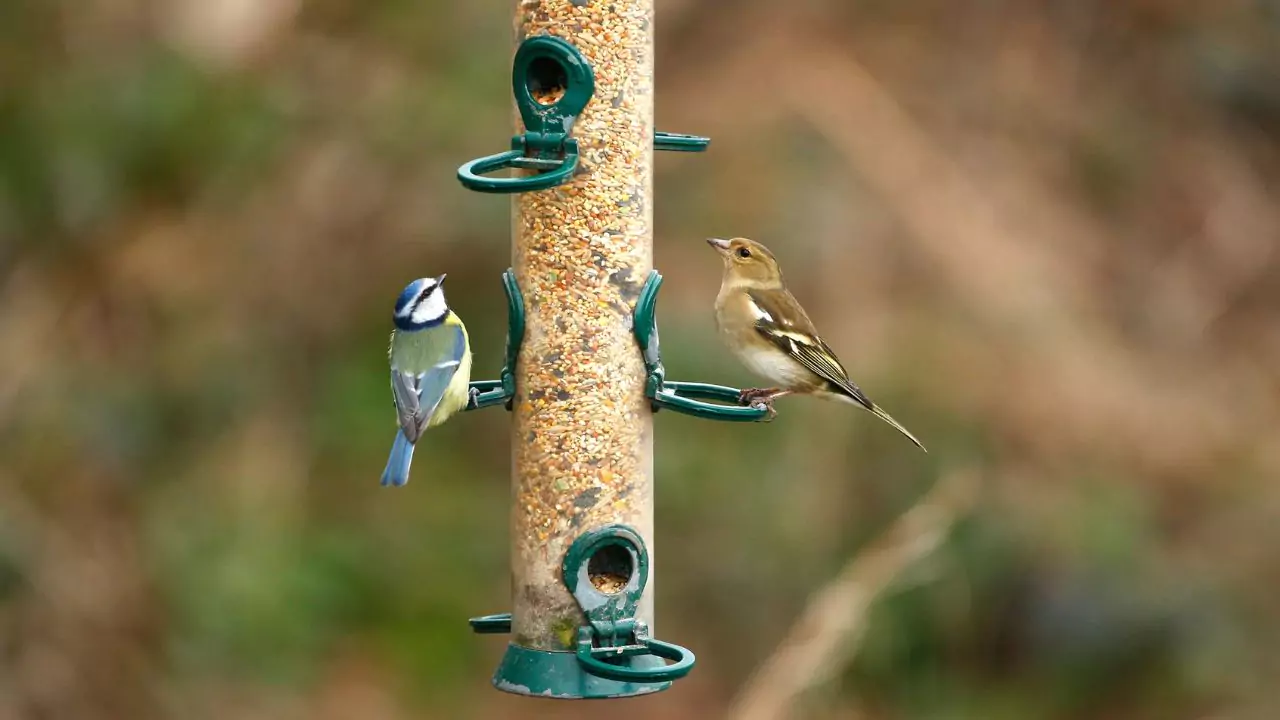 Bottle Feeder