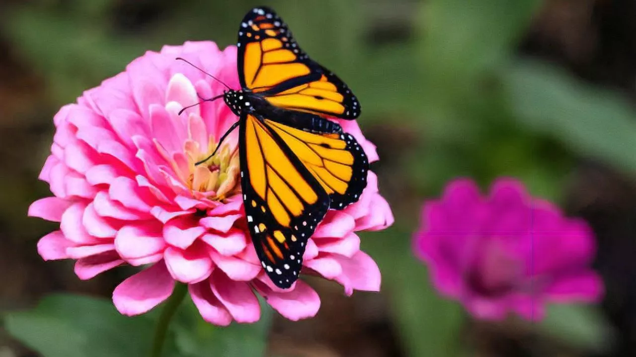How To Create A Great Butterfly Garden With Ease 3 Butterfly Garden With Bright And Colorful Flowers