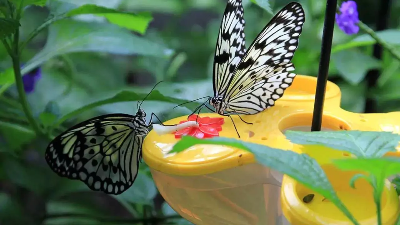 4 Best Butterfly Feeders For Your Garden (And Why) 2 Buying A Butterfly Feeder