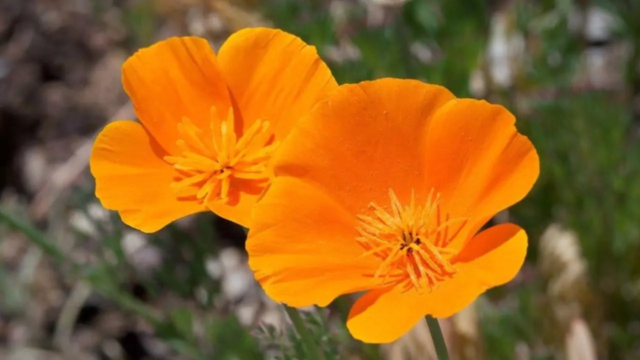 11 Plants Perfect for Attracting Pollinators to Your Garden 10 Californian Poppy