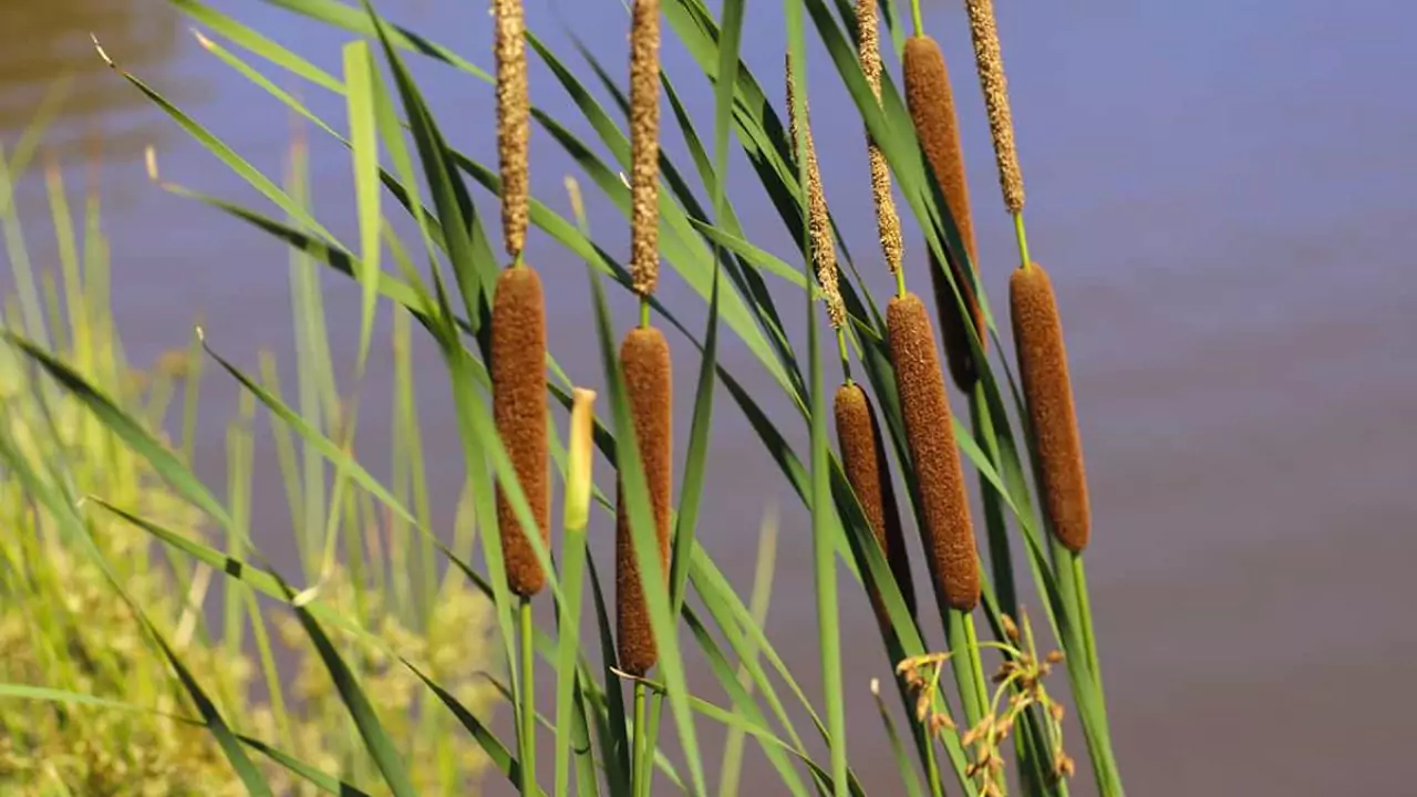 How Do Pond Plants Get Nutrients? 8 Cattail plant