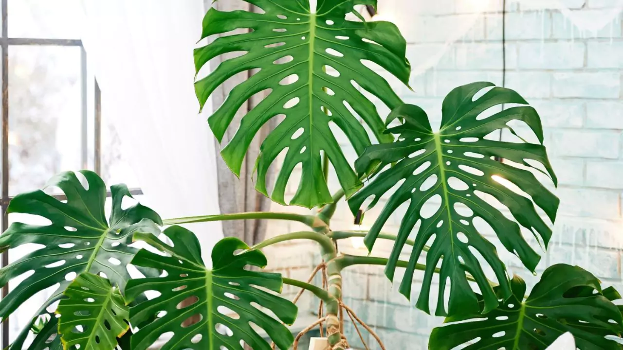 Cheese plant
