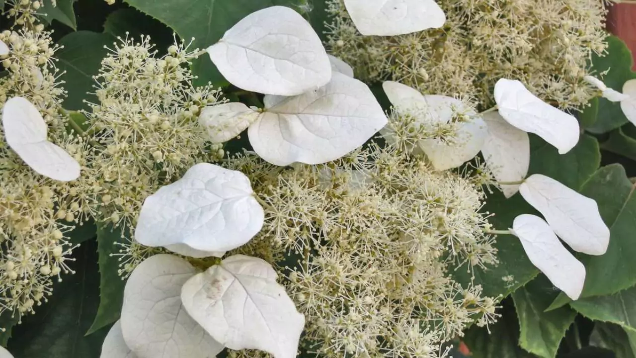 11 Plants Perfect for Attracting Pollinators to Your Garden 5 Climbing Hydrangea