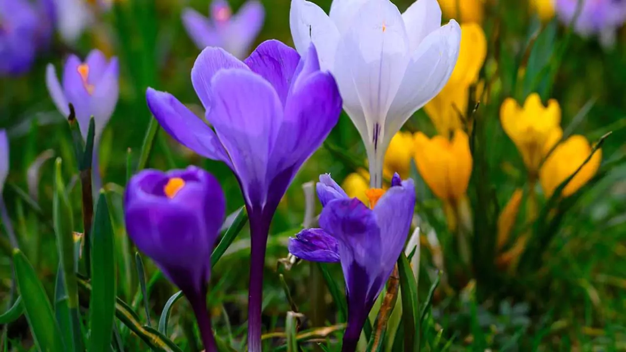 11 Plants Perfect for Attracting Pollinators to Your Garden 8 Crocus
