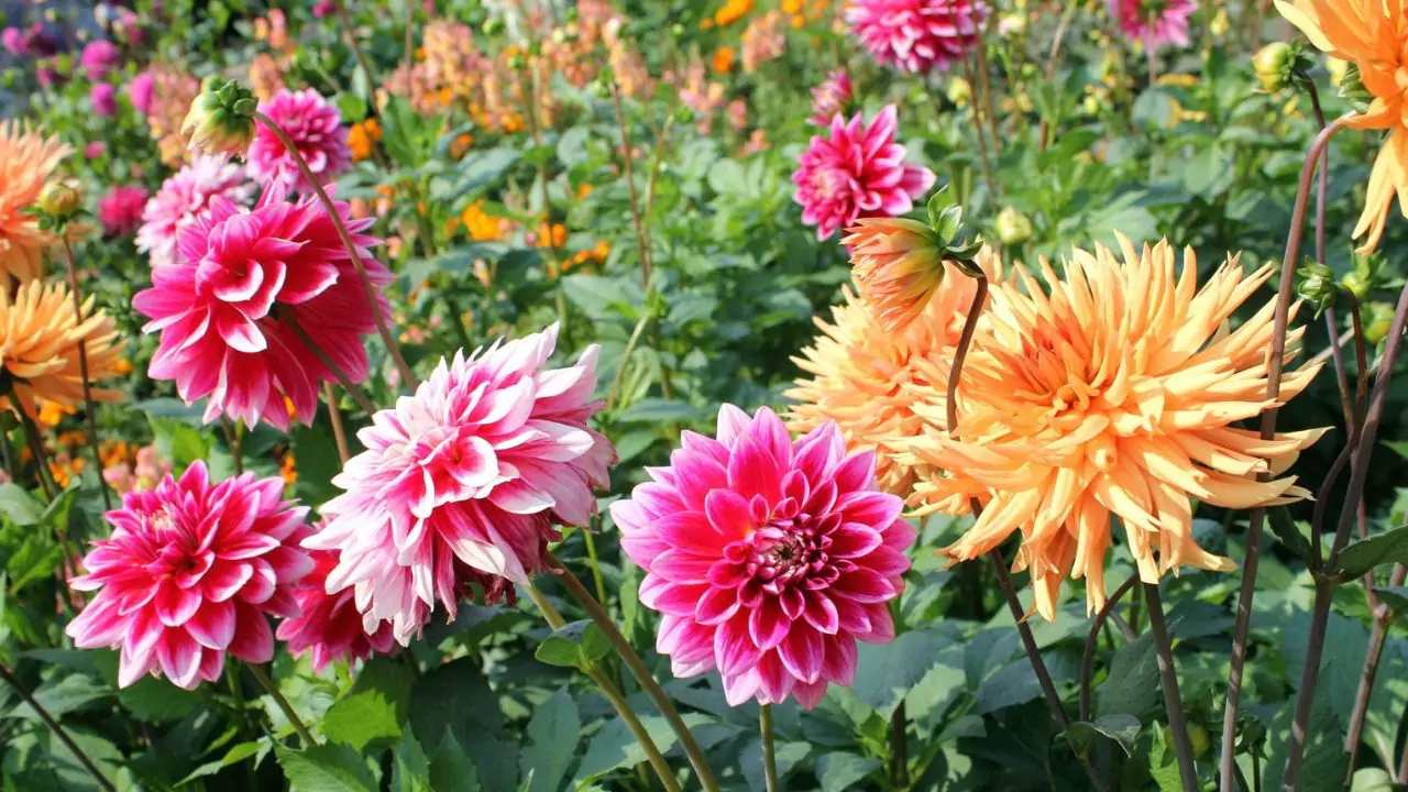 11 Plants Perfect for Attracting Pollinators to Your Garden 4 Dahlia
