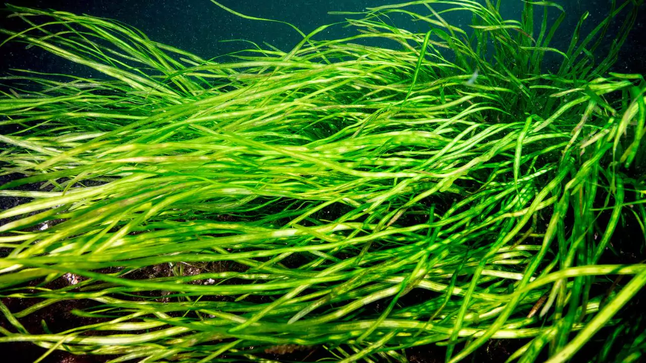 How Do Pond Plants Get Nutrients? 3 Eelgrass