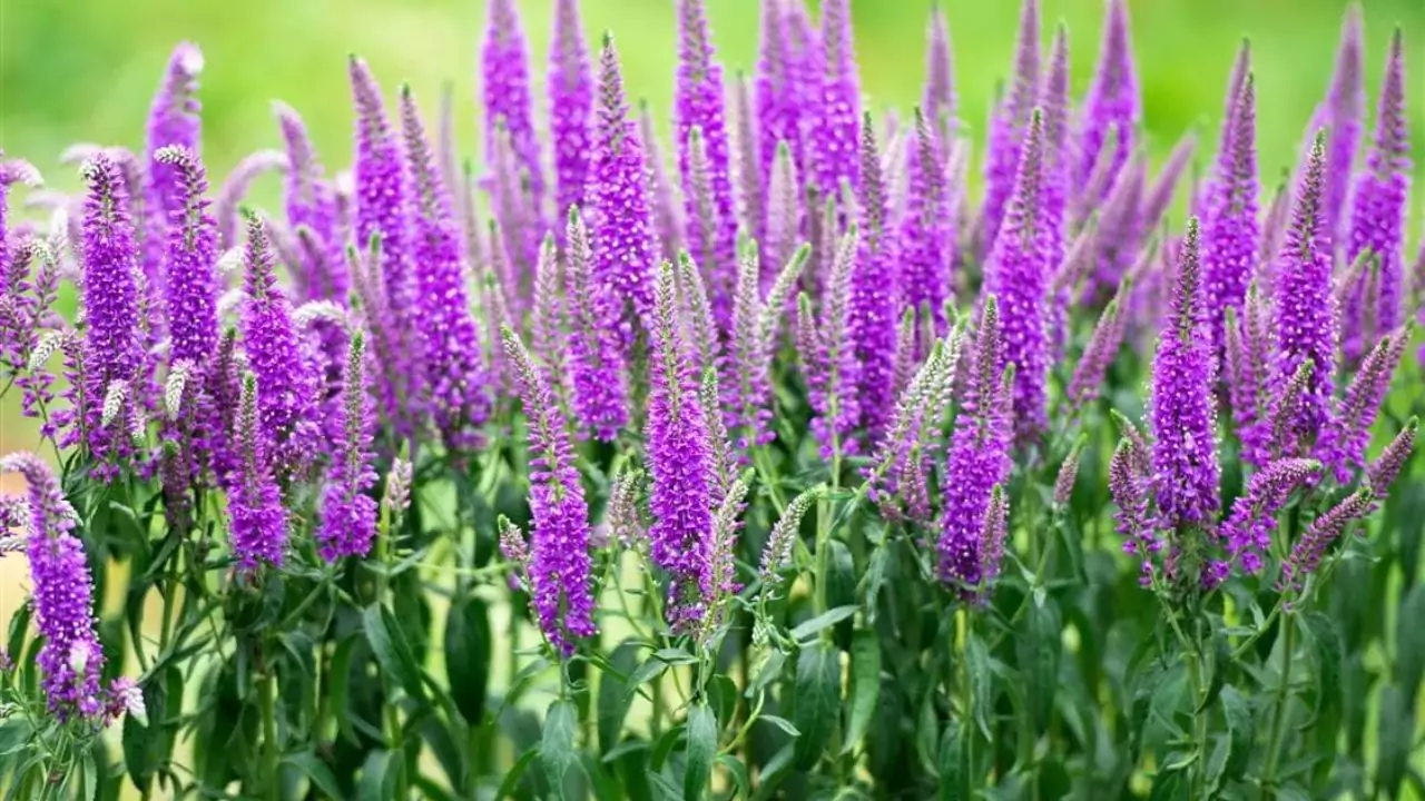 11 Plants Perfect for Attracting Pollinators to Your Garden 7 Garden Speedwell