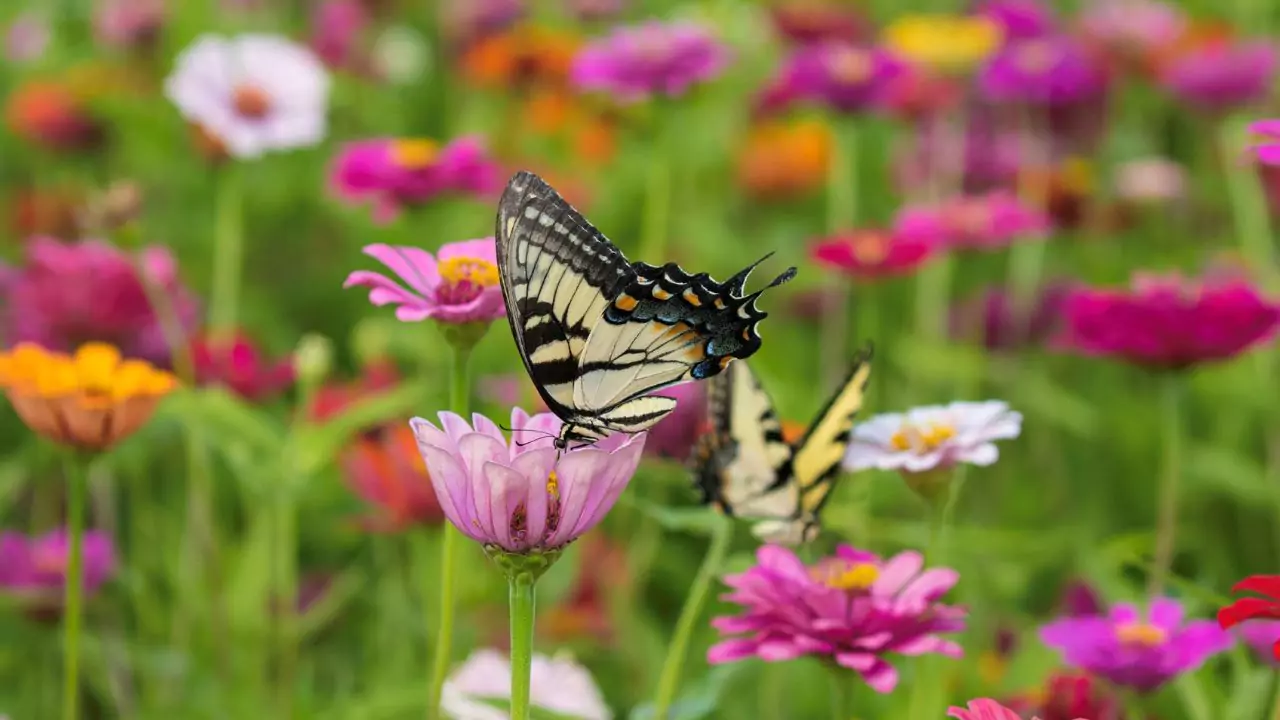 11 Plants Perfect for Attracting Pollinators to Your Garden 1 Garden pollinators