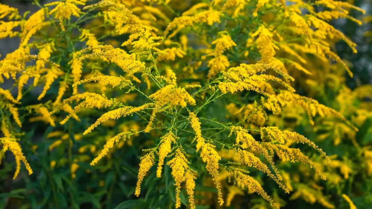 How To Create A Great Butterfly Garden With Ease 9 Goldenrod