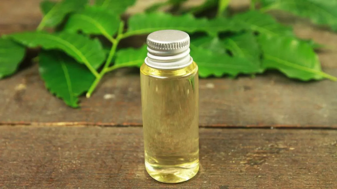 How to Get Rid of Mealybugs: Expert Tips and Solutions 3 How To Apply Neem Oil