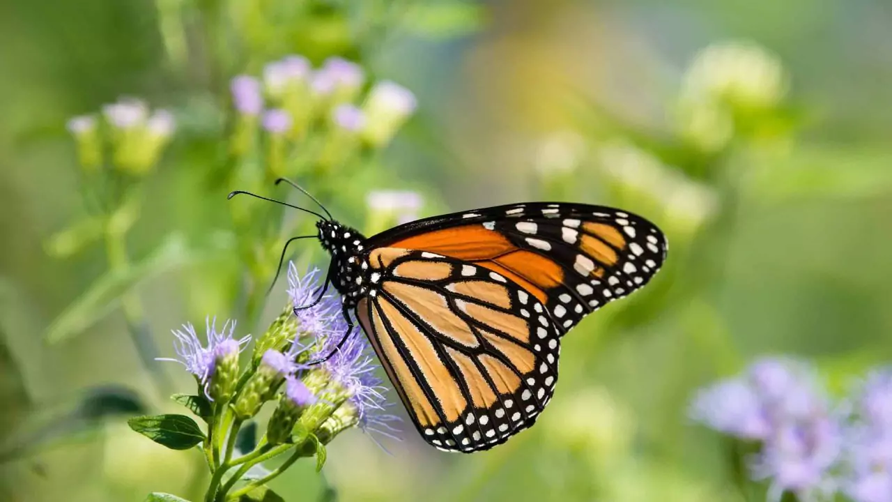 Can You Touch Butterflies? Will They Die? 2 How To Attract Butterflies To Your Yard 1