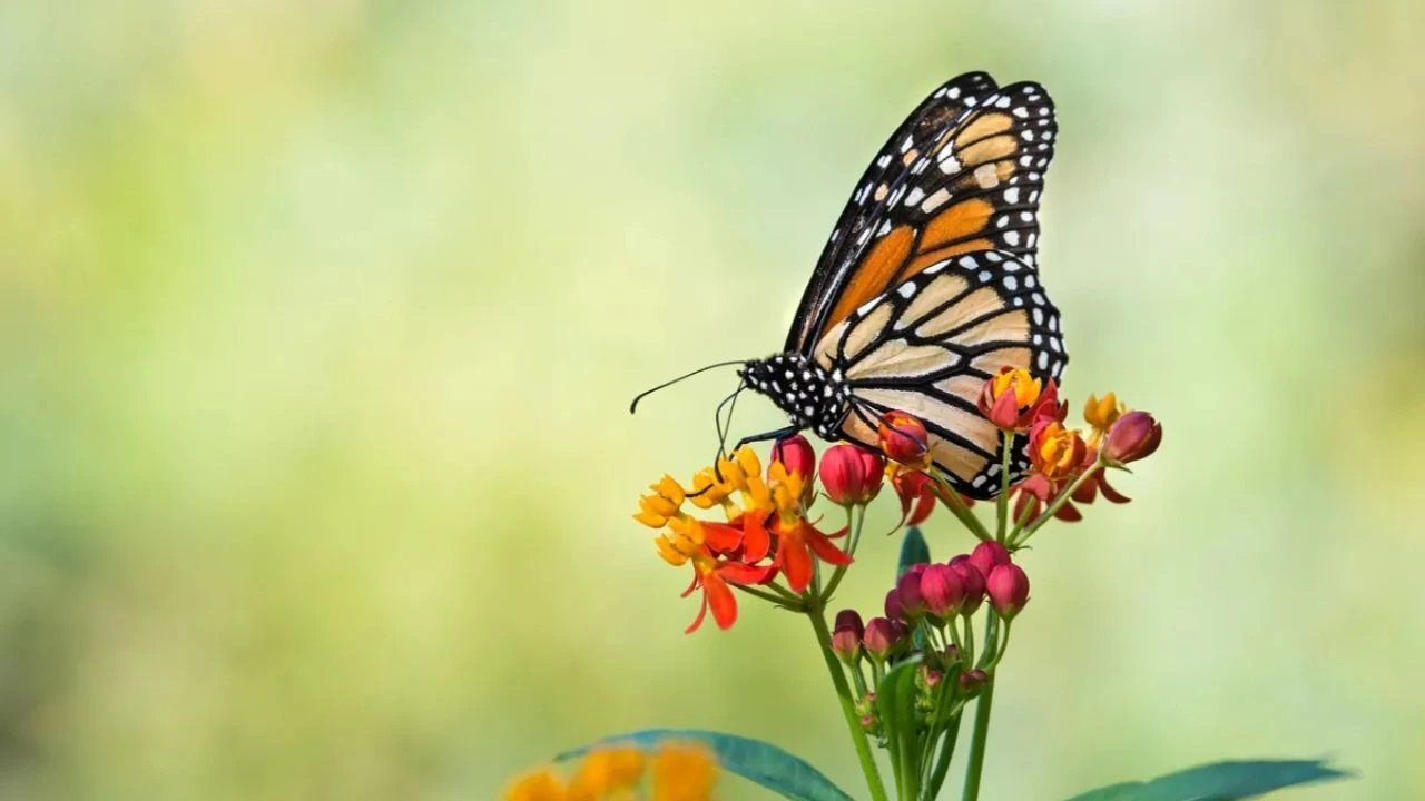 Can You Touch Butterflies