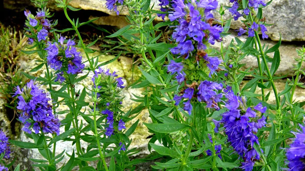 11 Plants Perfect for Attracting Pollinators to Your Garden 13 Hyssop