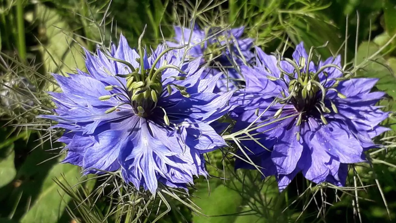 11 Plants Perfect for Attracting Pollinators to Your Garden 3 Love in a mist