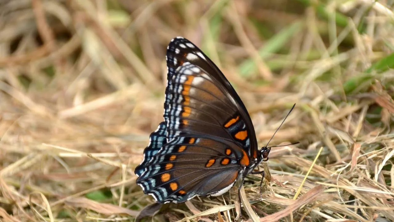 Make A Butterfly Salt Lick