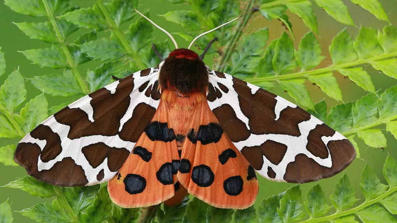 11 Plants Perfect for Attracting Pollinators to Your Garden 14 Moths