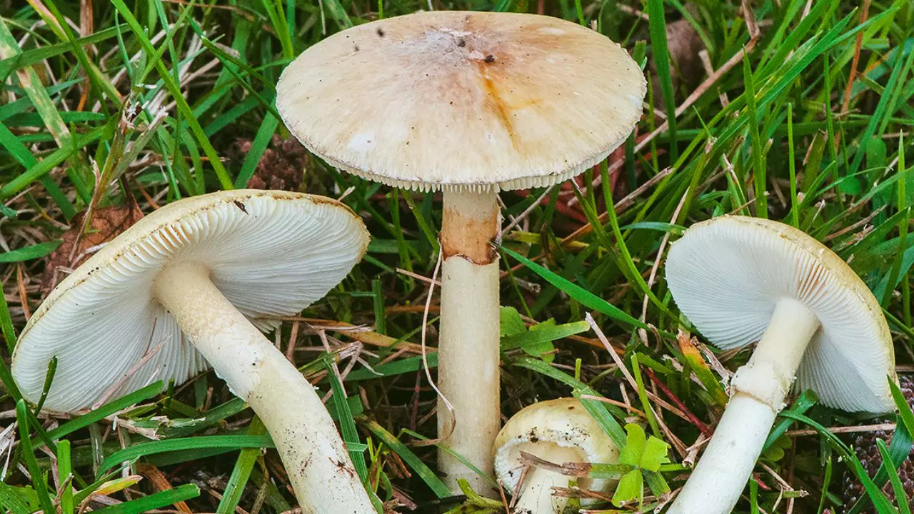 How To Grow/Use Organic Mushroom Kit