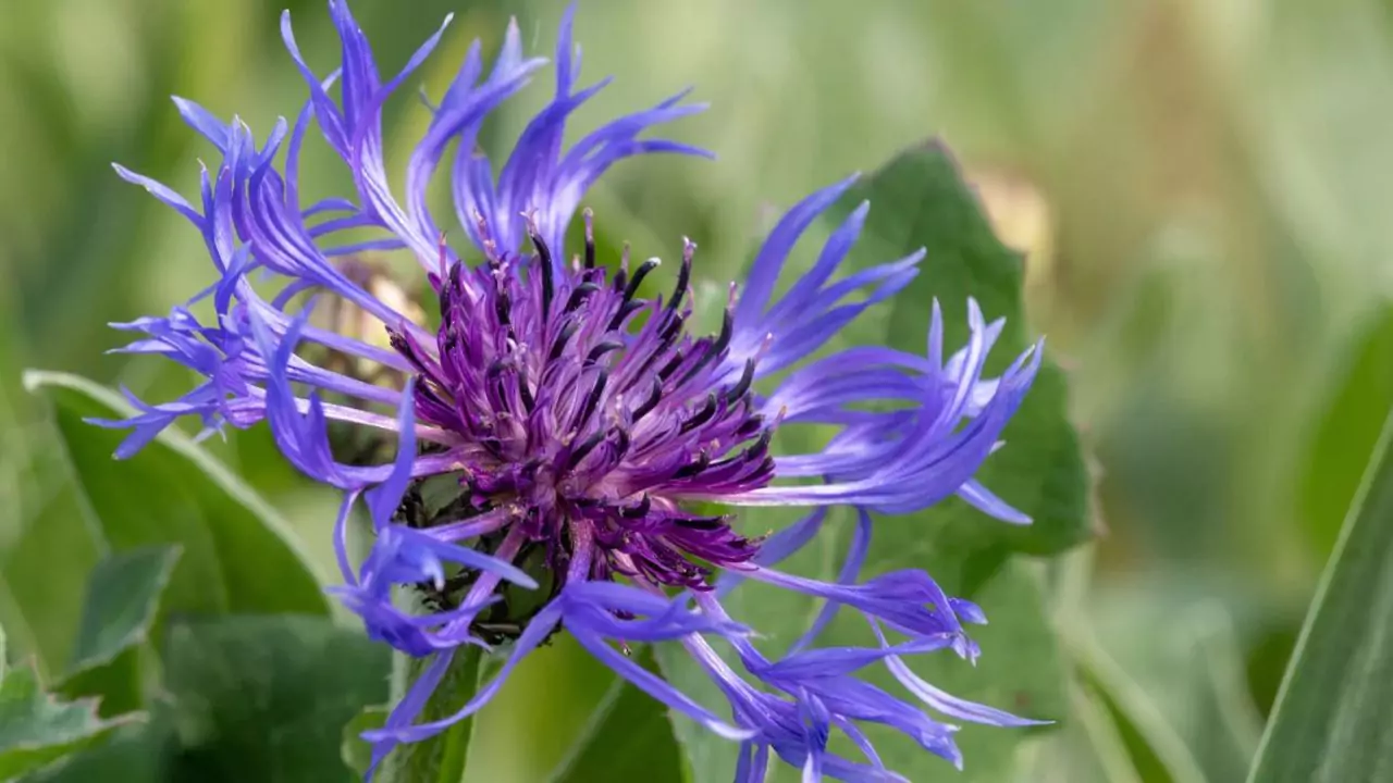 Perennial Plant