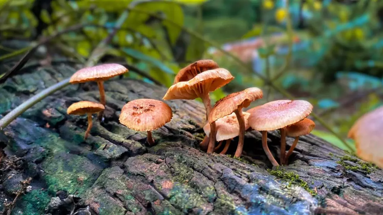 How To Grow/Use Organic Mushroom Kit? 2 Pick Mushrooms