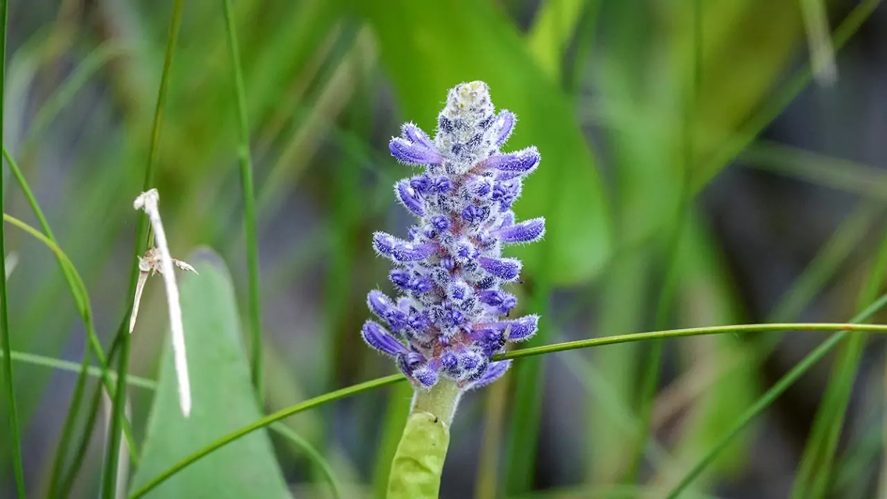 How Do Pond Plants Get Nutrients? 9 Pickerel weed