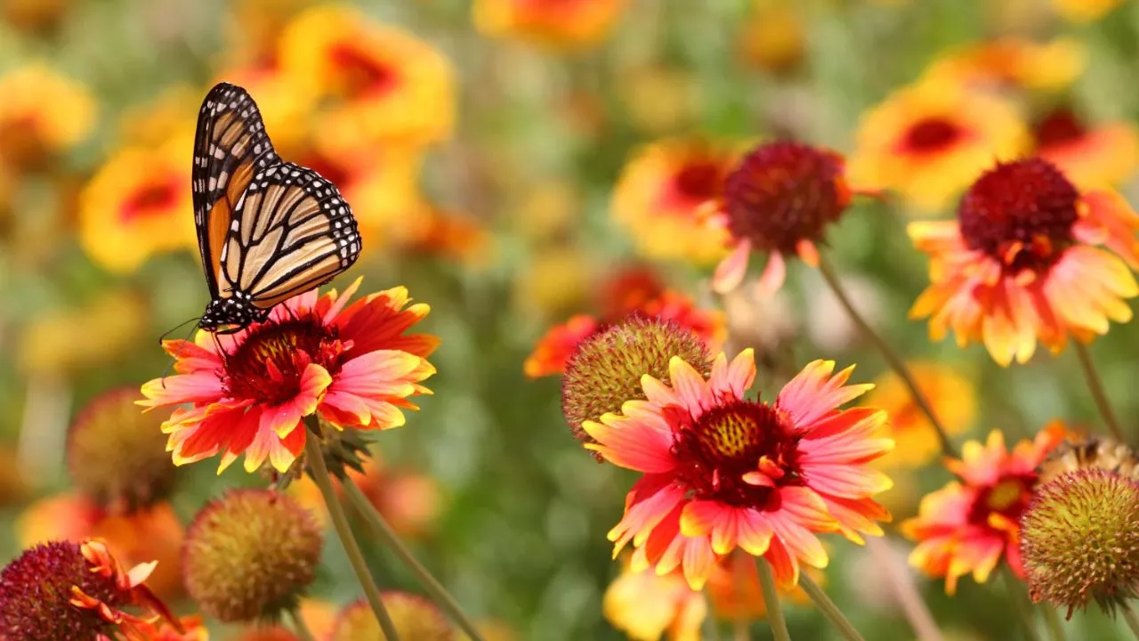 Plant Flowers Butterflies Love