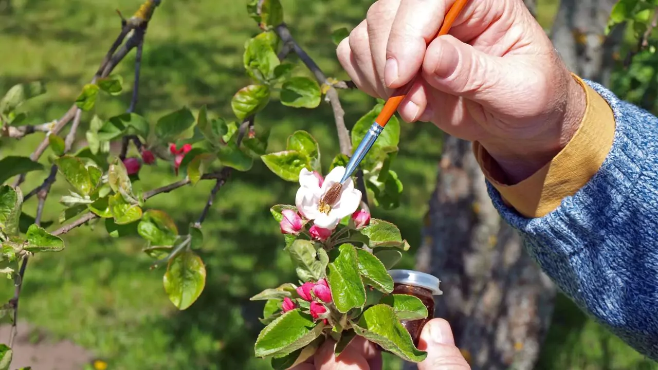 Pollen Helps Us Improve Plants