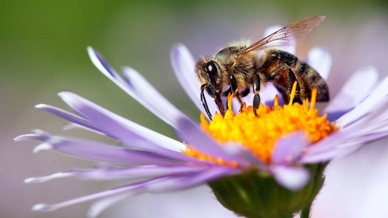Pollen Important