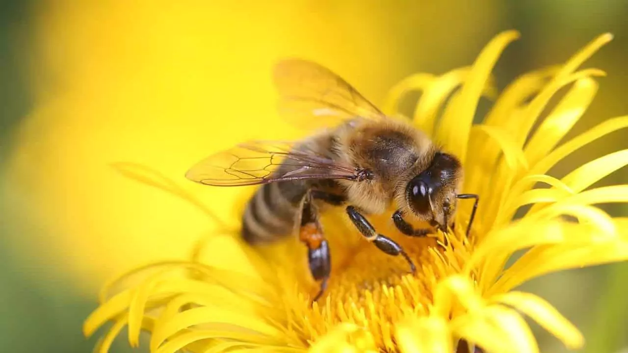Pollination