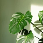 Cheese Plant Aerial Roots