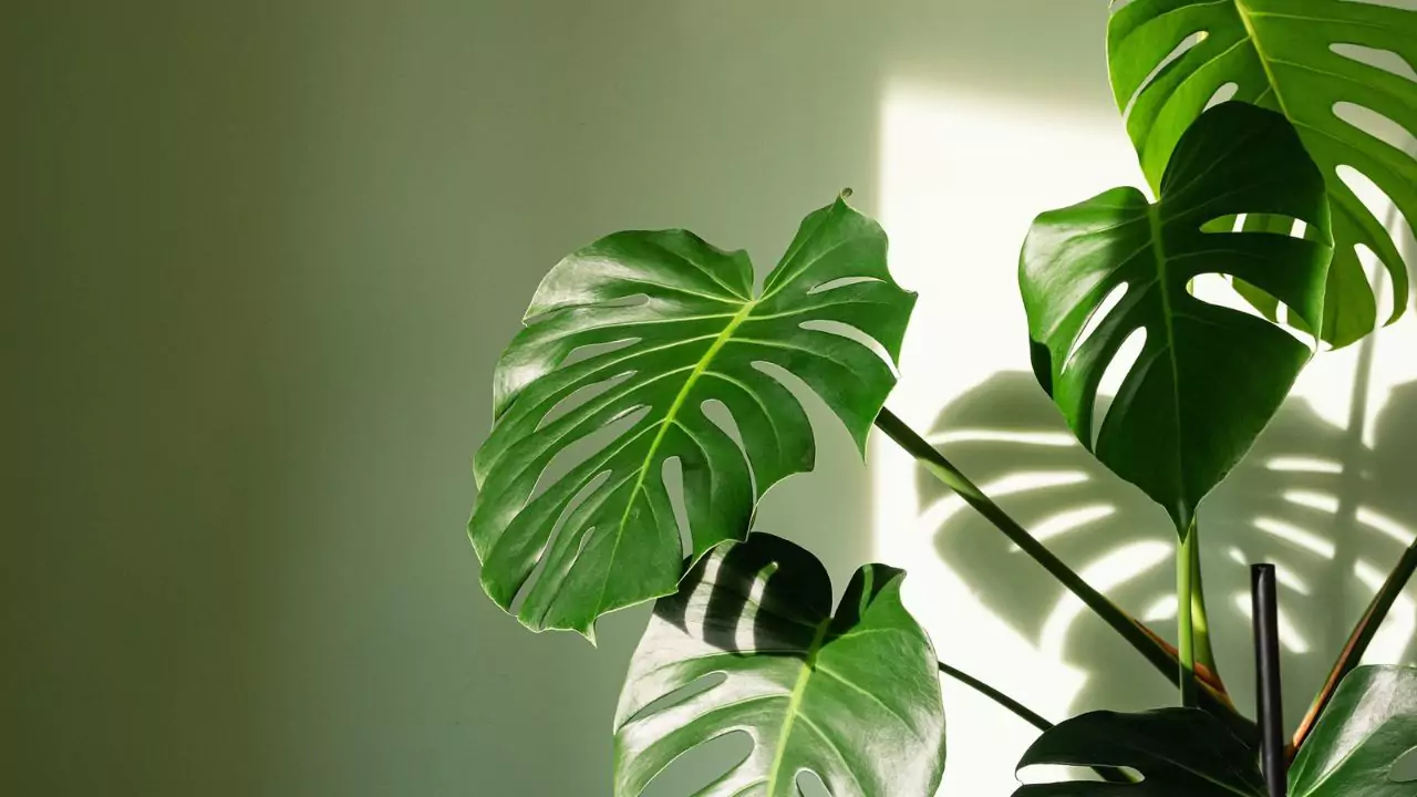 Cheese Plant Aerial Roots