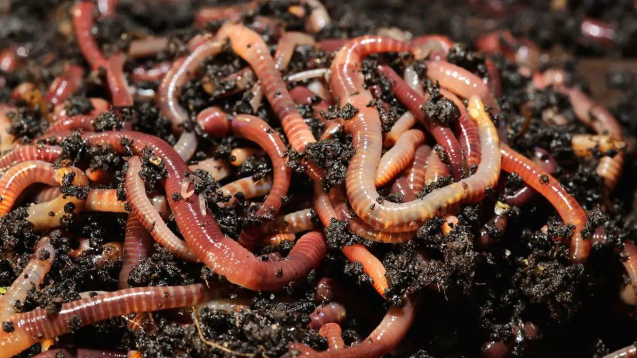 How to Make Compost Crumbly the Easy Way