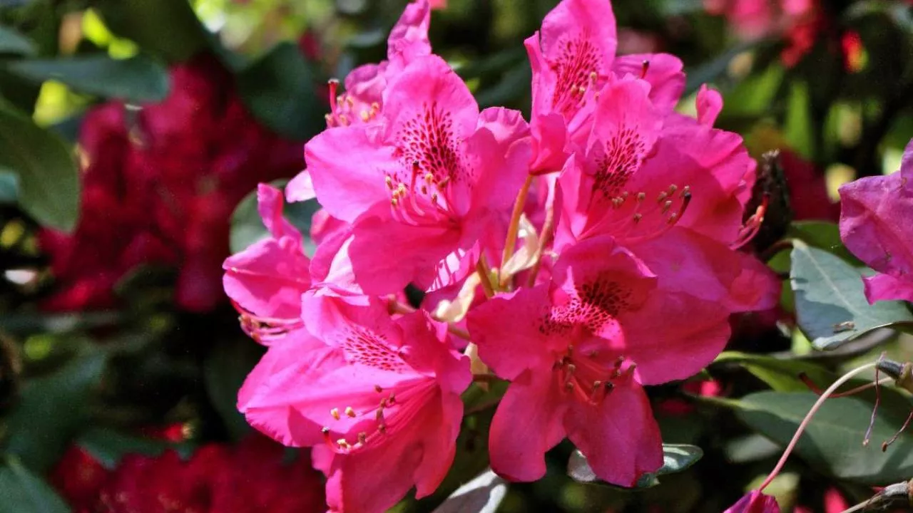 Rhododendron