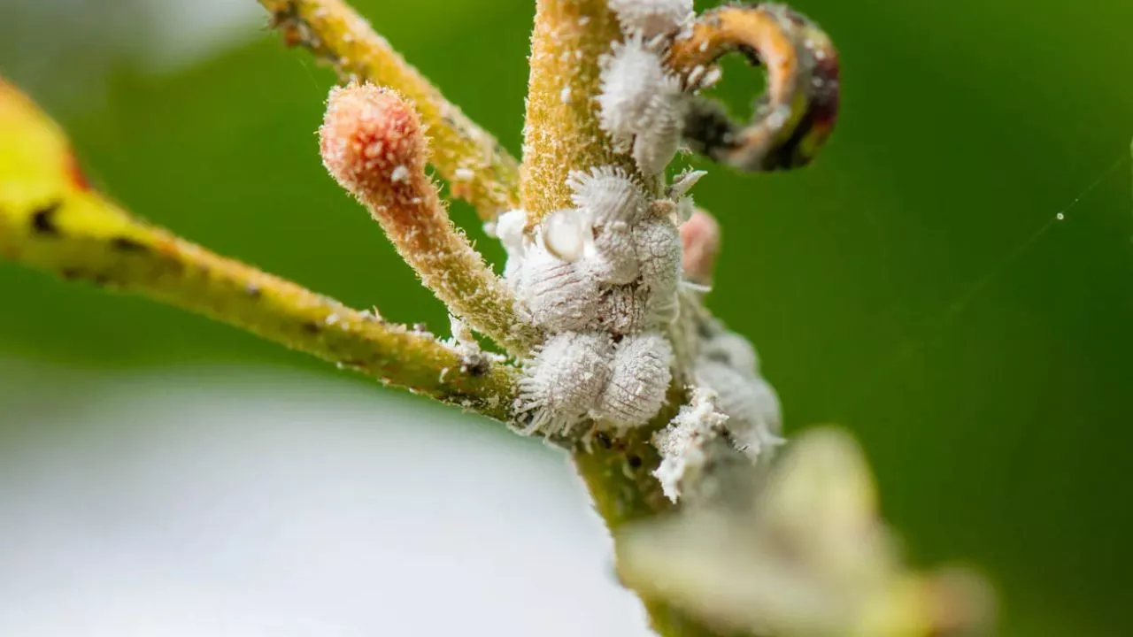 How to Get Rid of Mealybugs: Expert Tips and Solutions 2 Signs Of Mealybug Damage