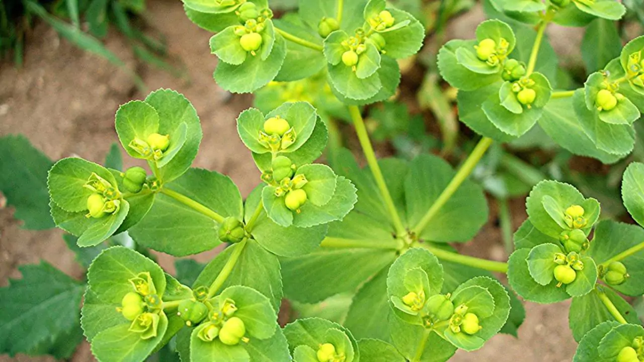 11 Plants Perfect for Attracting Pollinators to Your Garden 11 Spurges