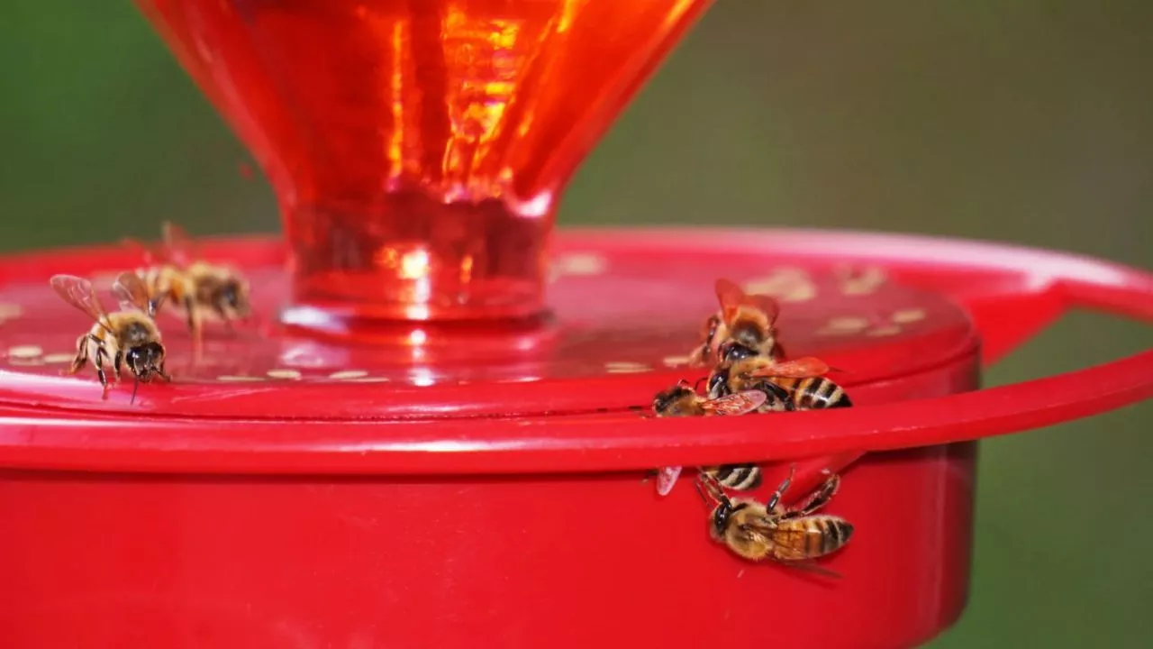 How To Make A Bee Feeder With Step-By-Step Instructions