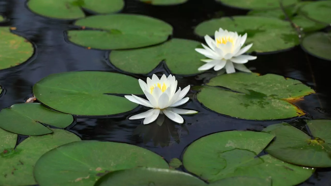How Do Pond Plants Get Nutrients? 10 Water Lily