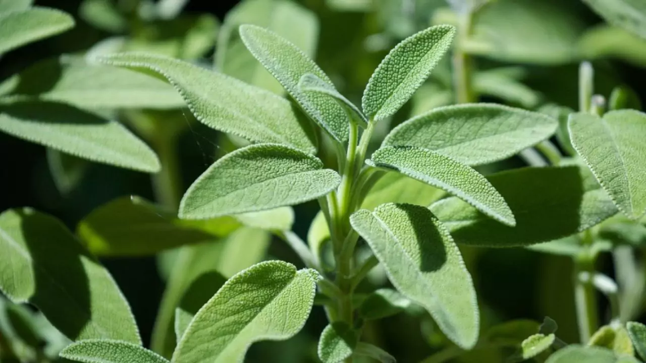 11 Plants Perfect for Attracting Pollinators to Your Garden 6 Watering sage