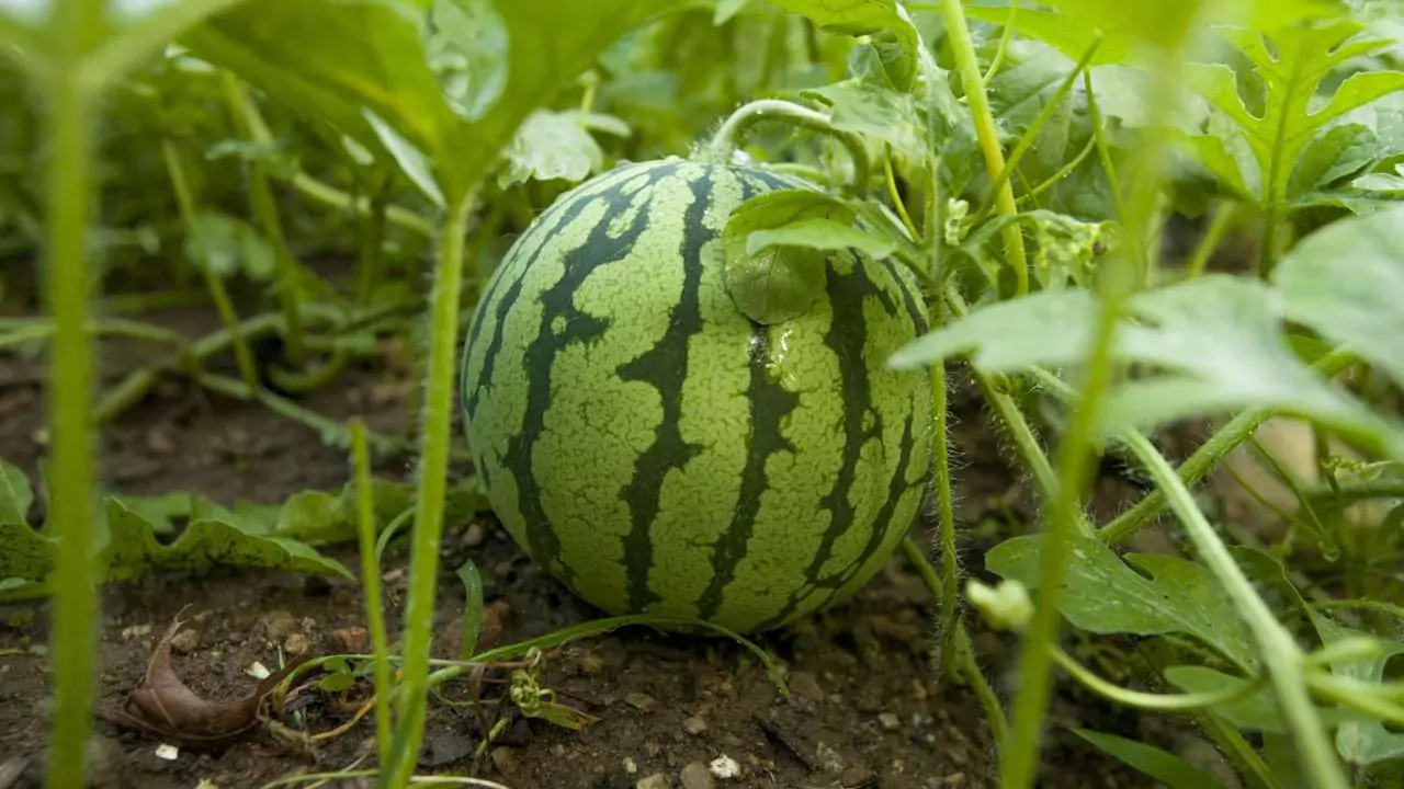 Watermelons