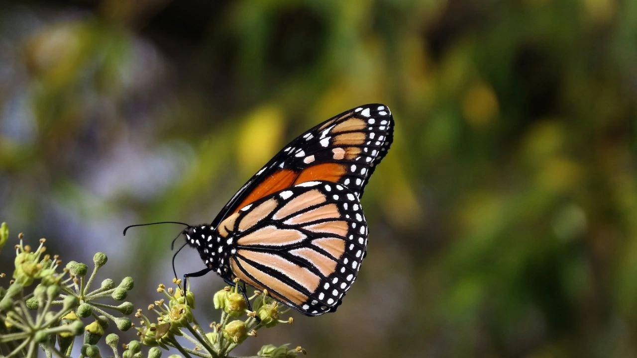 Can You Touch Butterflies? Will They Die? 1 Why You Must Touch Butterflies Carefully