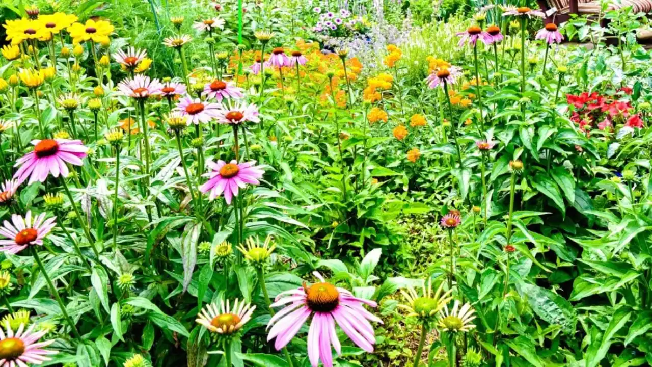 Wildflowers