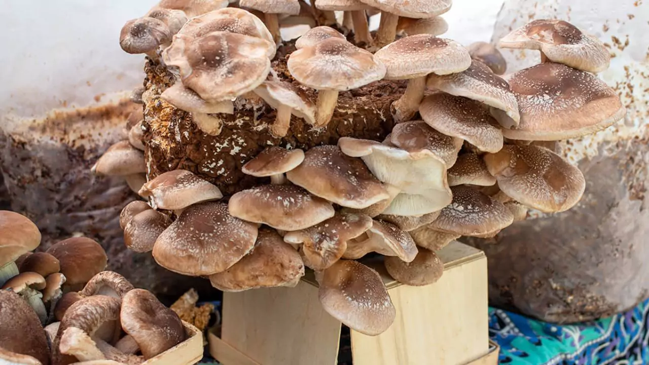 How To Grow/Use Organic Mushroom Kit? 1 growing mushrooms