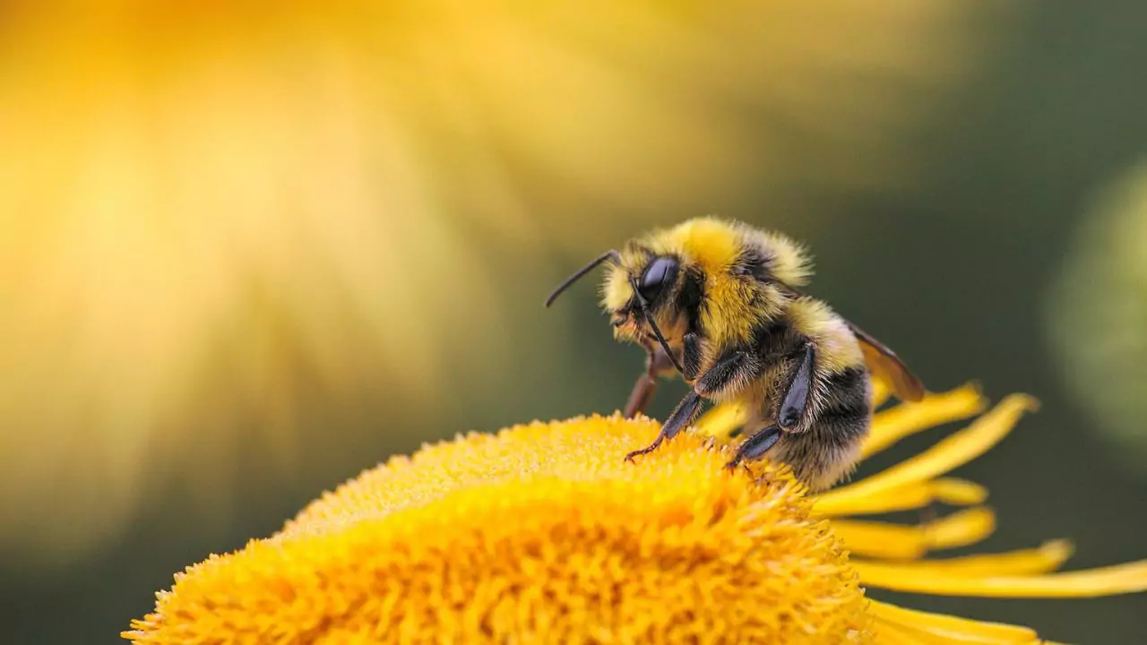 importance of bees