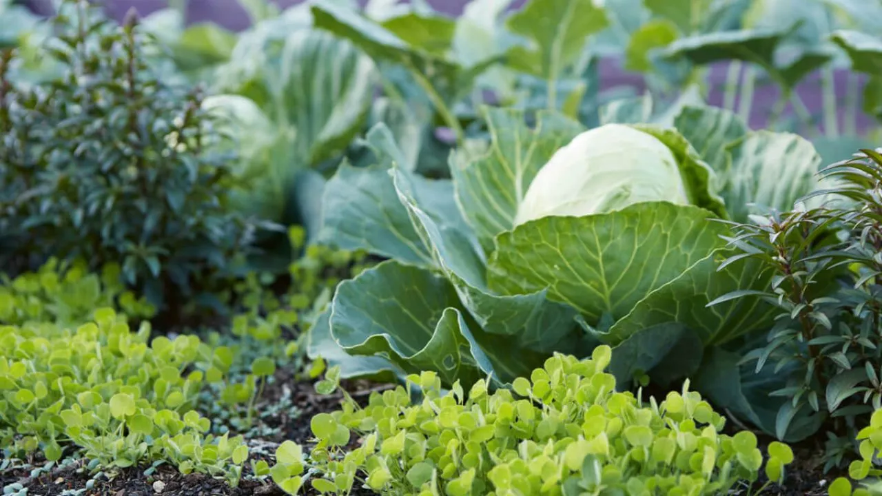 As a long time gardener
