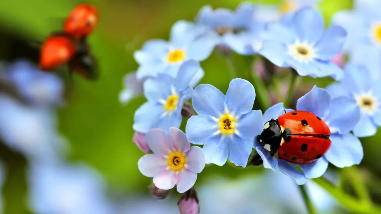 What Do Ladybugs Eat? 5 Attract And Keep Ladybugs In Your Garden