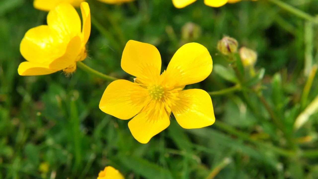 Buttercups