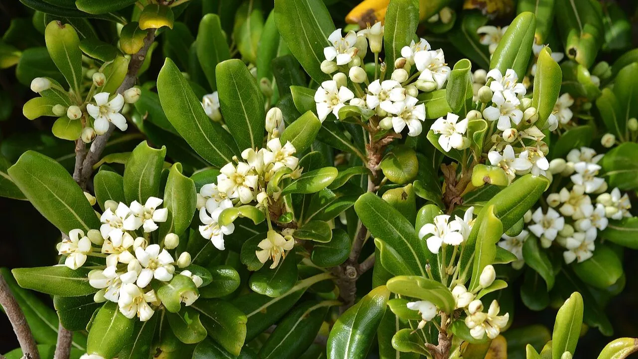 19 Plants To Keep Cats Away And To Protect Your Flower Garden 20 Japanese Cheesewood
