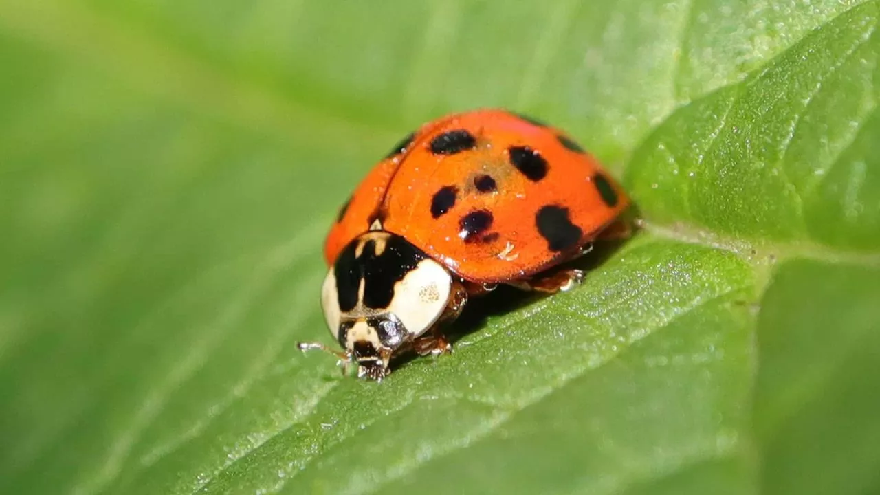 What Do Ladybugs Eat? 6 Ladybug Anatomy