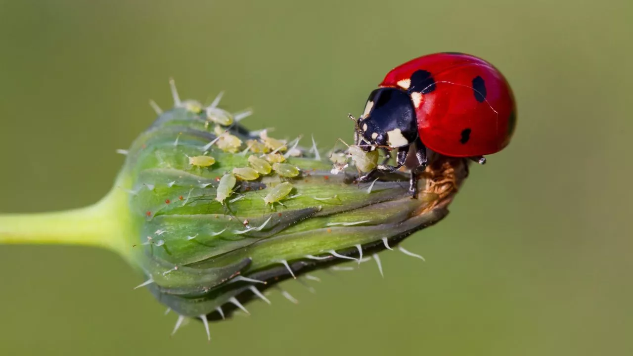 What Do Ladybugs Eat? 1 Ladybug Diet