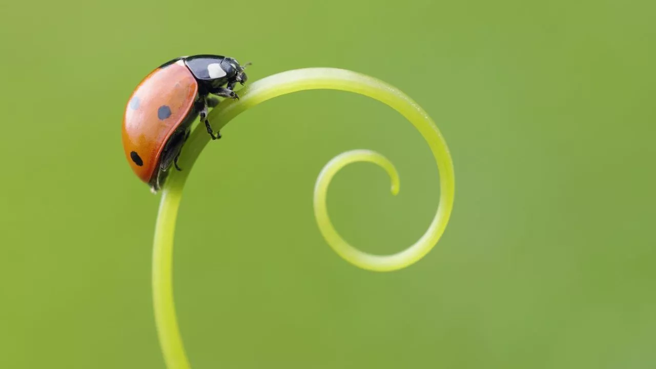 What Do Ladybugs Eat? 7 Ladybug Geographical Range